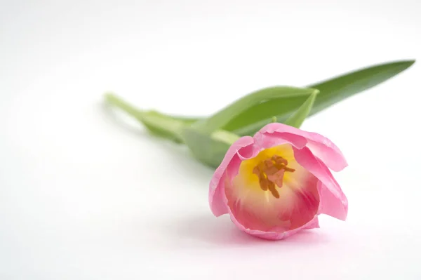 Fiori Primaverili Tulipani Rosa Fiore Vicino — Foto Stock