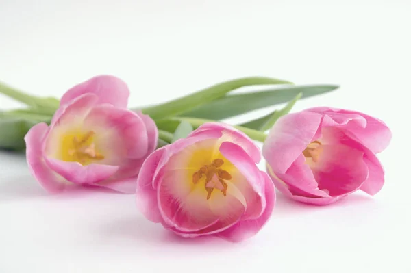 Весенние цветы. Розовые цветущие тюльпаны . — стоковое фото