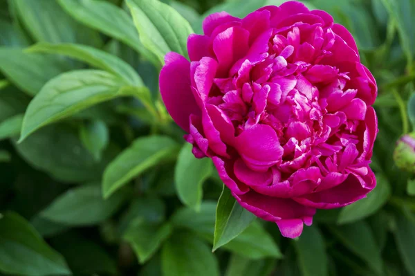 bahçede pembe şakayık açan. yakın çekim.