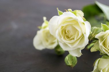 Beyaz çiçek açan güller koyu arkaplanda.