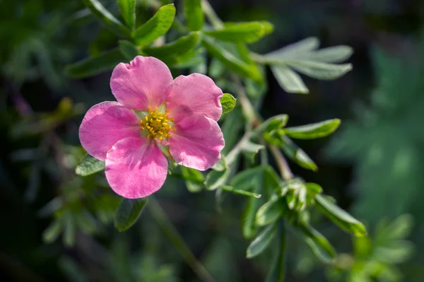 Bulanık bir arkaplanda pembe bir çiçek. Potentilla fruticos