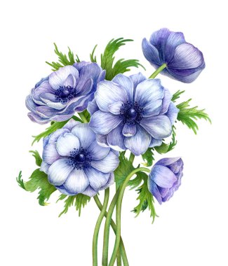 Çiçek güzel buket çiçek açması bahar anemon tebrik. 