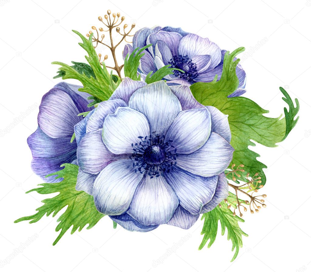 Watercolor anemone bouquet isolated on white