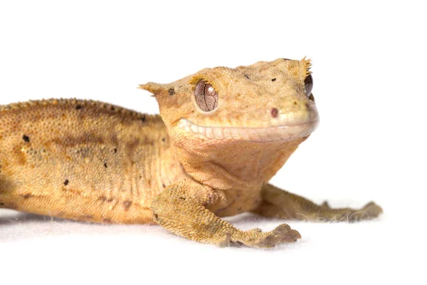 Haubengecko Isoliert Auf Weißem Hintergrund — Stockfoto