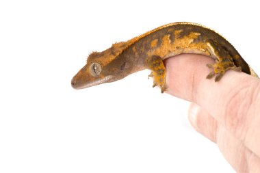 Genç palyaço armalı gecko beyaz arkaplanda izole edildi