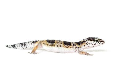 Beyaz arka plan üzerinde izole leopar gecko