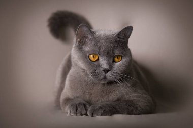 Mavi İngiliz kısa hava kedisi kameraya bakıyor.