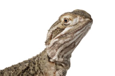 Rankins ejderhası beyaz arka planda izole edilmiş.