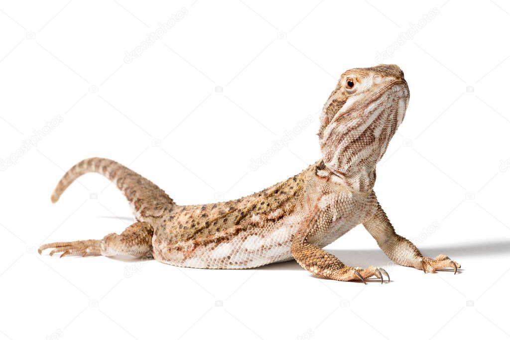 Rankins dragon isolated on a white background