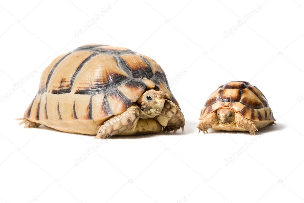 Kleinmanns tortoise isolated on a white background