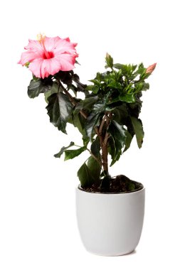 Hibiscus bitkisi beyaz bir arka planda izole edilmiş beyaz bir saksıda.