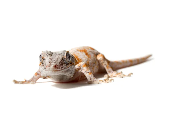 Wasserspeier Gecko Isoliert Auf Weißem Hintergrund — Stockfoto
