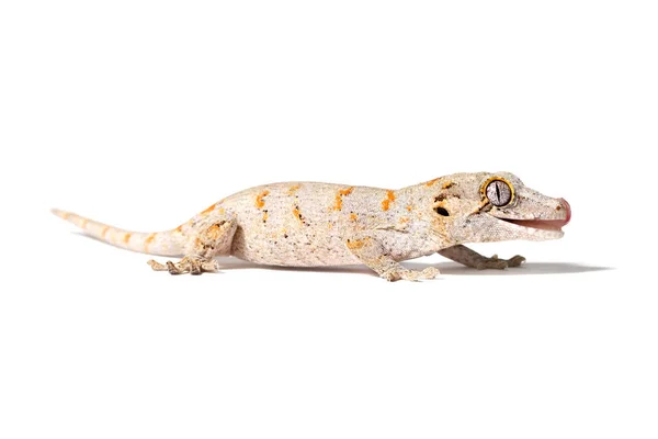Gargoyle Gecko Izolowany Białym Tle — Zdjęcie stockowe
