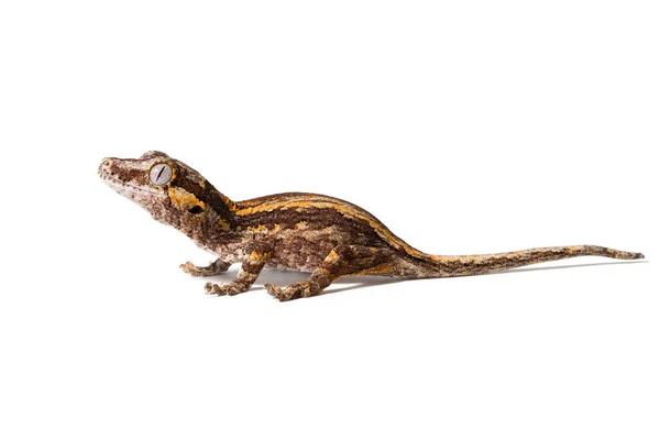 Wasserspeier Gecko Isoliert Auf Weißem Hintergrund — Stockfoto