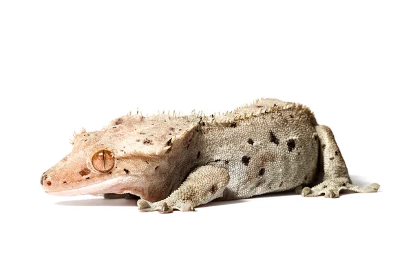 Gecko Czubaty Izolowany Białym Tle — Zdjęcie stockowe