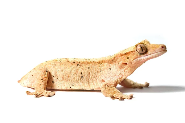 Crested Gecko Isolado Fundo Branco — Fotografia de Stock