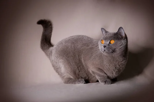 青い英国のショートヘア猫検索アップ — ストック写真