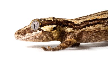 Kahverengi Gargoyle kertenkelesi beyaz arka planda izole edildi