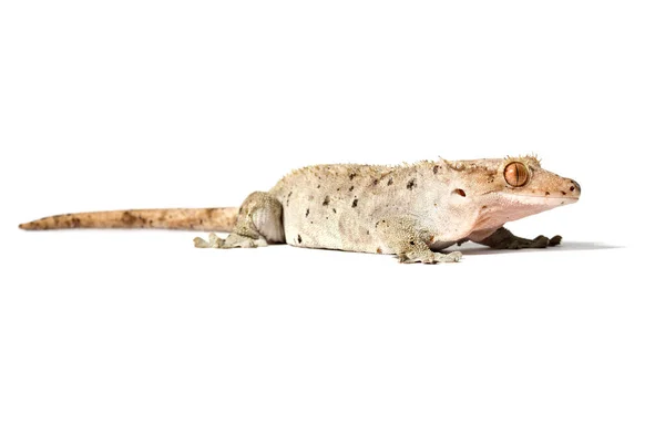 Dalmacja Crested Gecko Izolowane Białym Tle — Zdjęcie stockowe