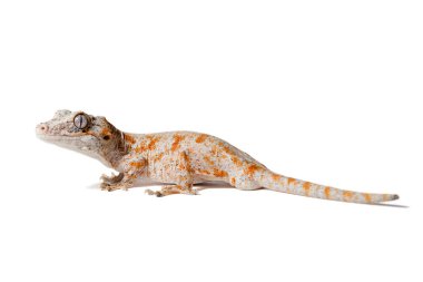 Turuncu retiküle edilmiş Gargoyle gecko beyaz arkaplanda izole edilmiş
