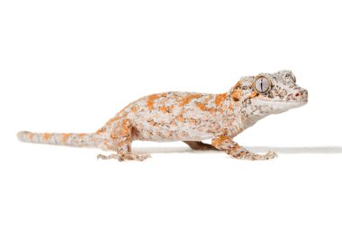Turuncu retiküle edilmiş Gargoyle gecko beyaz arkaplanda izole edilmiş