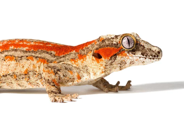 Rot Gestreifter Wasserspeier Gecko Nahaufnahme Isoliert Auf Weißem Hintergrund — Stockfoto