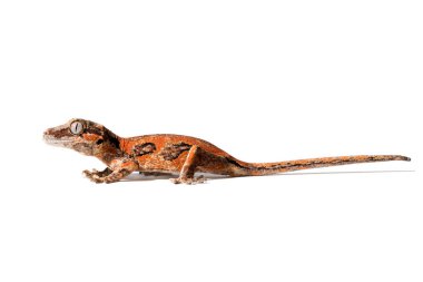 Beyaz arkaplanda izole edilmiş olağandışı bir renk desenine sahip Gargoyle gecko