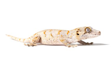 Turuncu retiküle edilmiş Gargoyle gecko beyaz arkaplanda izole edilmiş