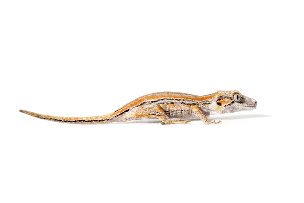 Orange Gestreifter Gargoyle Gecko Isoliert Auf Weißem Hintergrund — Stockfoto