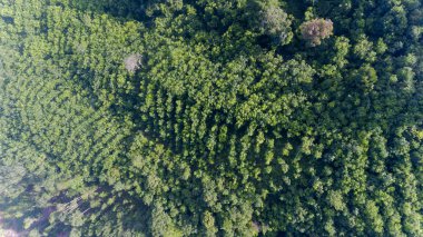 Tayland güneyinde Hava yağmur ormanları