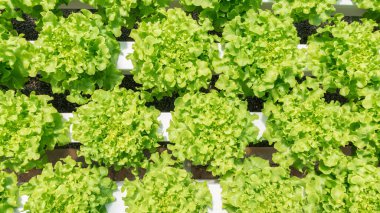 Üst manzara, taze sebze yeşili ve kırmızı beyaz tepside sağlık pazarı için hidroponik çiftlikte.