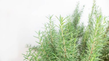 Beyaz bataklıkta taze biberiye bitkisi