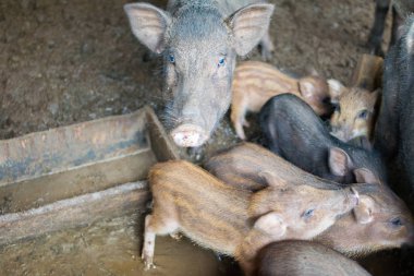 çiftlikte yaban domuzu yakın