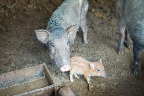 Vicino Cinghiale Nella Fattoria — Foto Stock