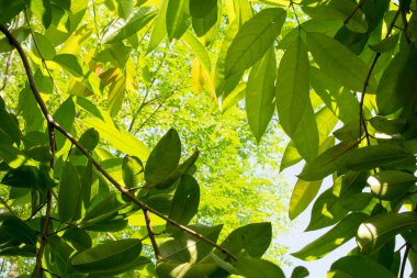 yeşil yaprakları arka plan doku doğa