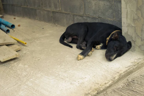 köpek inşaat yerinde uyku