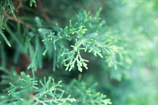 Foglie Verdi Natura Sfondo Texture — Foto Stock