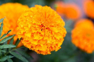 Sarı kadife çiçeği Çiçek Bahçe