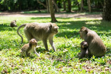 Anne maymun ve bebek maymun aile ile