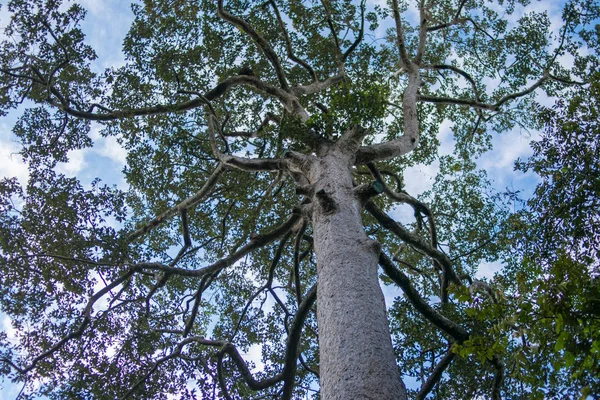 Árvore Verde Floresta Fundo Dia Ensolarado — Fotografia de Stock