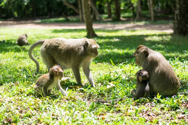 Anne maymun ve bebek maymun aile ile
