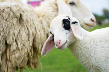 gülümseme koyun gruptaki kapatın