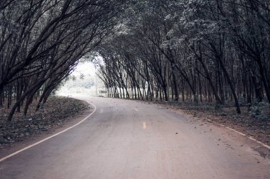 Yola kadar ağaç tünel ile kapatmak