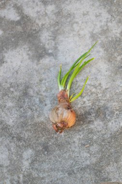 Çimento zemin üzerine taze soğan