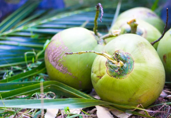 Noci Cocco Verdi Foglie Cocco — Foto Stock