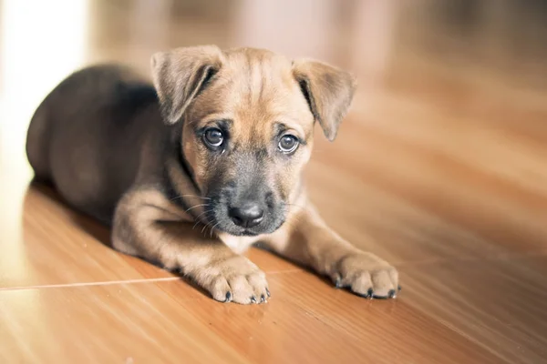 brown puppy dog on the brown floor