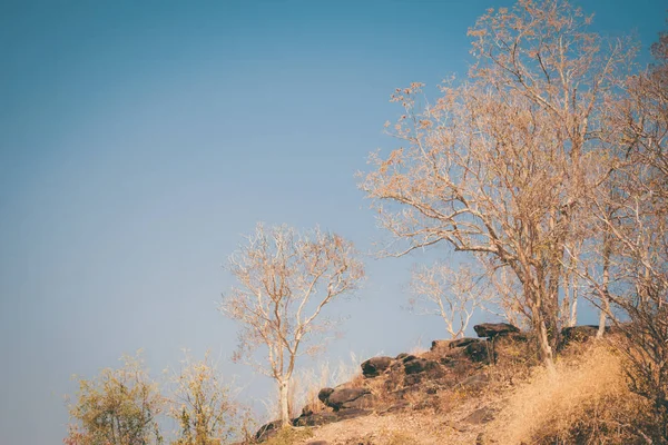 Дерево Сухих Ветвей Голубом Фоне Неба — стоковое фото