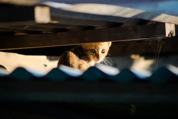 Μικρή Γάτα Κάτω Από Στέγη Φωτογράφηση — Φωτογραφία Αρχείου