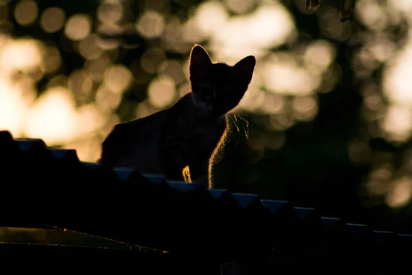 Silhouette Gatto Sfondo Tramonto — Foto Stock