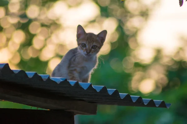 Kis Macska Tetőn Naplemente Háttérrel — Stock Fotó